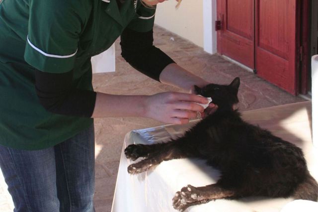 GreekSTRAYS - Cat neutering 